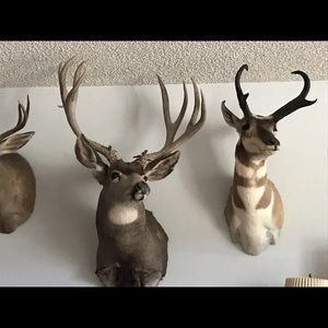 Meet your Posher, Shane